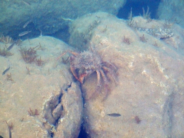 Zdjęcie z Chorwacji - krab