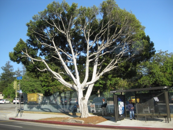 Zdjęcie ze Stanów Zjednoczonych - Los Angeles