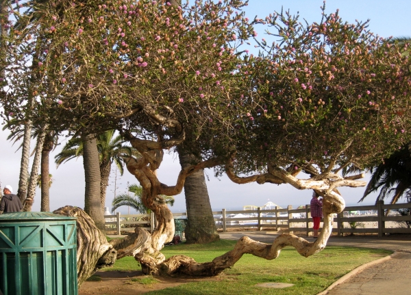 Zdjęcie ze Stanów Zjednoczonych - Santa Monica