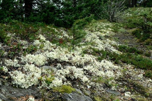 Zdjęcie z Norwegii - 