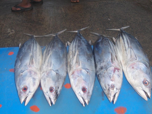 Zdjęcie ze Sri Lanki - Targ Rybny-Kalutara