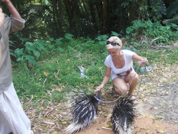 Zdjęcie ze Sri Lanki - meeting-porcupine