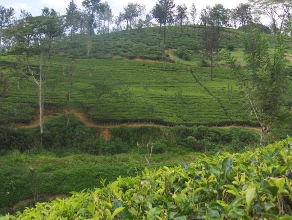 Zdjęcie ze Sri Lanki - plantacje herbaty