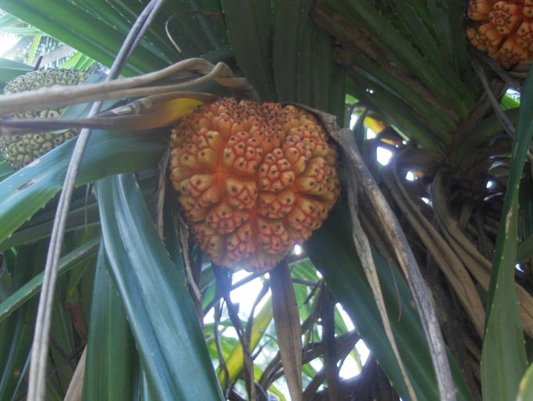 Zdjęcie ze Sri Lanki - dzikie ananasy