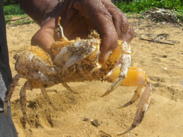 Zdjęcie ze Sri Lanki - kolacja w drodze