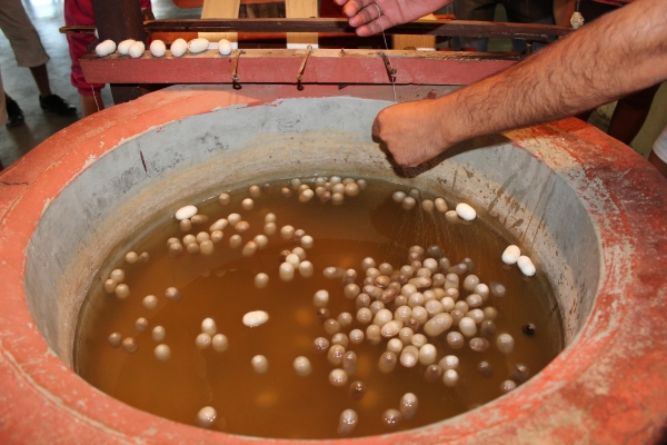 Zdjęcie z Turcji - Kokony jedwabników