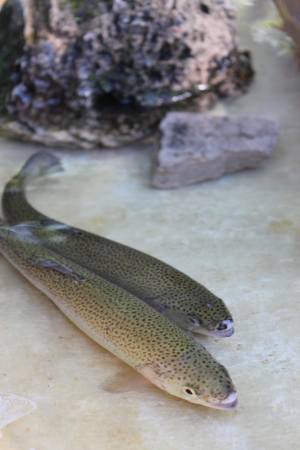 Zdjęcie z Turcji - Pstrągi