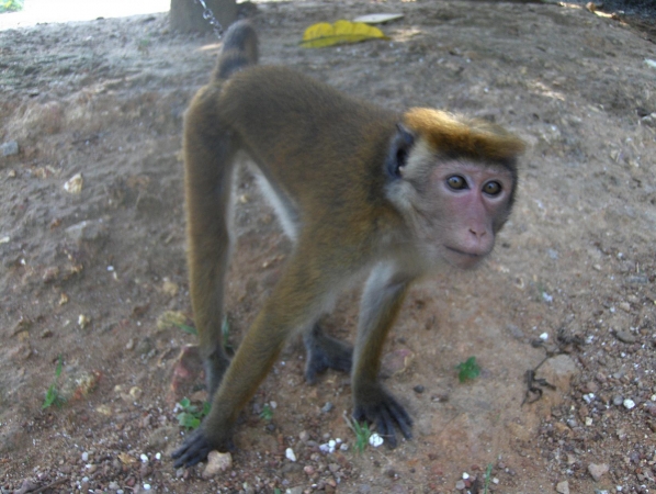 Zdjęcie ze Sri Lanki - 