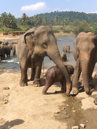 Zdjęcie ze Sri Lanki - Randez-vous