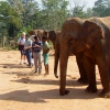 Zdjęcie ze Sri Lanki - 