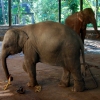 Zdjęcie ze Sri Lanki - 