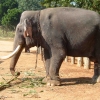 Zdjęcie ze Sri Lanki - 