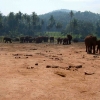 Zdjęcie ze Sri Lanki - 