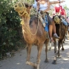 Zdjęcie z Tunezji - na wielbladzie:)))