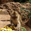 Zdjęcie z Tajlandii - Małpy w Monkey Cave 