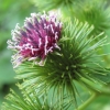 Zdjęcie z Polski - Beskidzka flora.