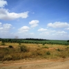 Zdjęcie z Kenii - pole agawy sizalowej