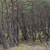 Zdjęcie z Polski - Słowiński Park Narodowy.