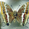 Zdjęcie z Polski - Łeba - Muzeum Motyli.