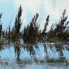 Zdjęcie z Argentyny - Laguna Nimez