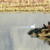 Zdjęcie z Argentyny - Laguna Nimez