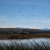 Zdjęcie z Argentyny - Laguna Nimez