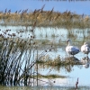 Zdjęcie z Argentyny - Laguna Nimez