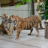 Zdjęcie z Tajlandii - TIGER KINGDOM