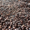 Zdjęcie z Indonezji - kopi luwak-
