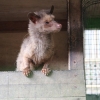 Zdjęcie z Indonezji - Luwak-