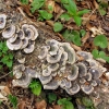 Zdjęcie ze Słowacji - Grzyboflora Krasu.