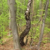 Zdjęcie ze Słowacji - Zadielska Planina.