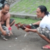 Zdjęcie z Indonezji - Walka kogutów-