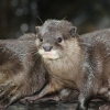 Zdjęcie z Indonezji - OTTER