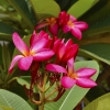 Zdjęcie z Tajlandii - Frangipani