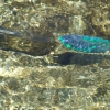 Zdjęcie z Izraelu - Sharm