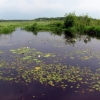 Zdjęcie z Polski - Bagno Bubnów.