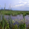 Zdjęcie z Polski - Bagno Bubnów.