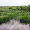 Zdjęcie z Polski - Bagno Bubnów.
