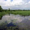 Zdjęcie z Polski - Bagno Bubnów.