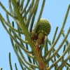 Zdjęcie z Hiszpanii - cudny owoc araukarii