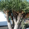 Costa Teguise