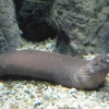 Zdjęcie z Hiszpanii - C. Teguise - Aquarium