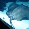 Zdjęcie z Hiszpanii - C. Teguise - Aquarium