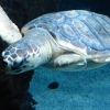 Zdjęcie z Hiszpanii - C. Teguise - Aquarium