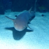 Zdjęcie z Hiszpanii - C. Teguise - Aquarium