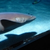 Zdjęcie z Hiszpanii - C. Teguise - Aquarium