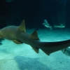 Zdjęcie z Hiszpanii - C. Teguise - Aquarium