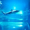 Zdjęcie z Hiszpanii - C. Teguise - Aquarium