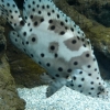 Zdjęcie z Hiszpanii - C. Teguise - Aquarium